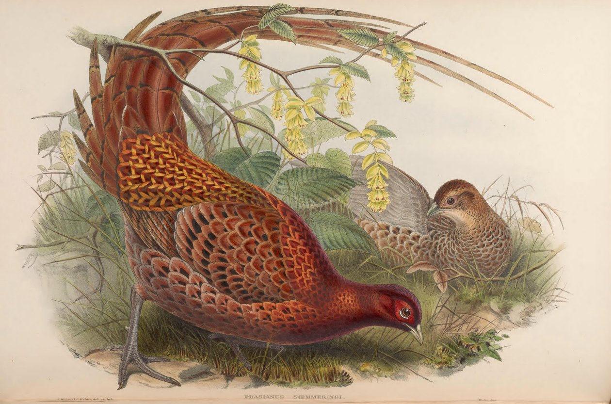Phasianus soemmeringii = Syrmaticus soemmerringii od John Gould