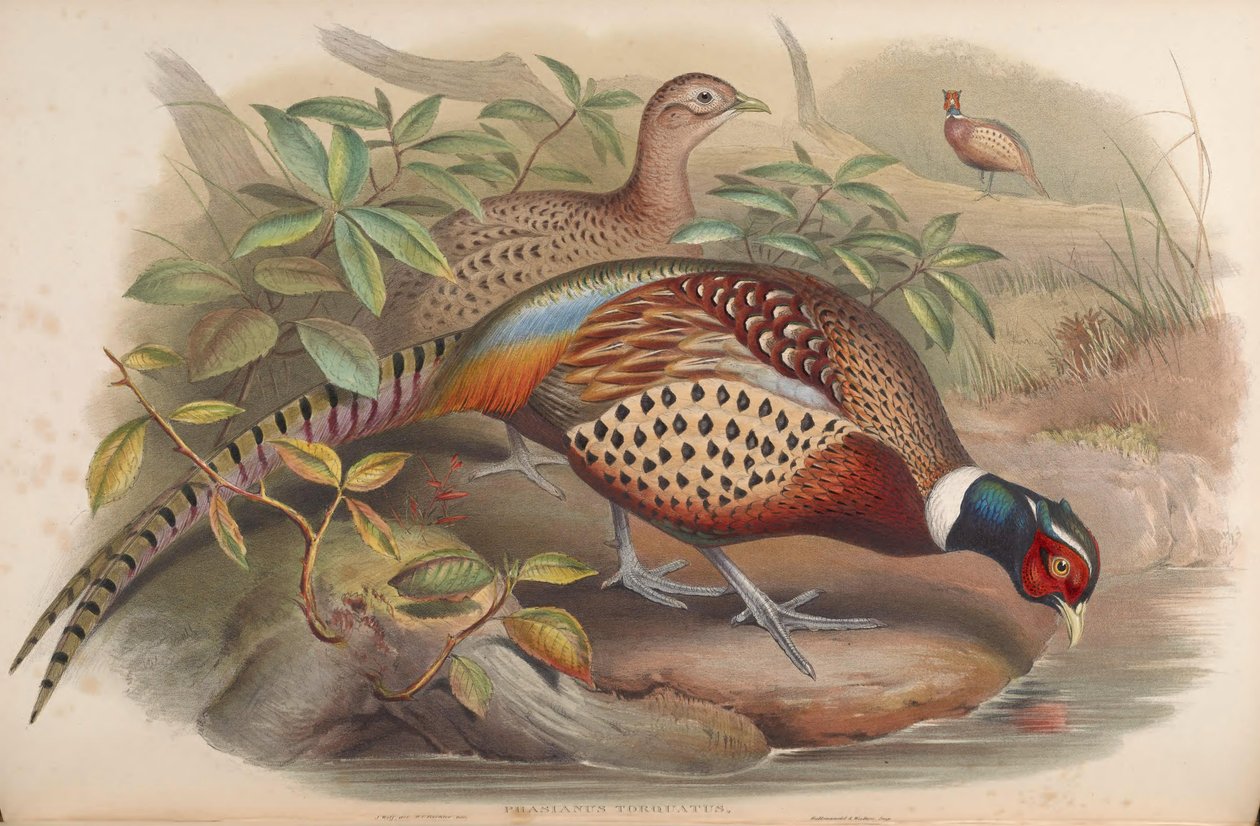 Phasianus torquatus = Phasianus colchicus od John Gould