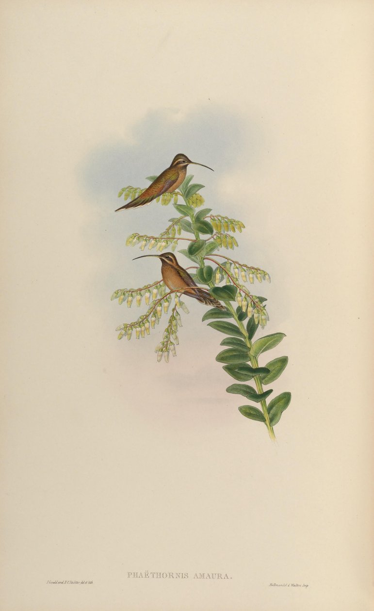 Phaëthornis amaura = Phaethornis striigularis striigularis od John Gould