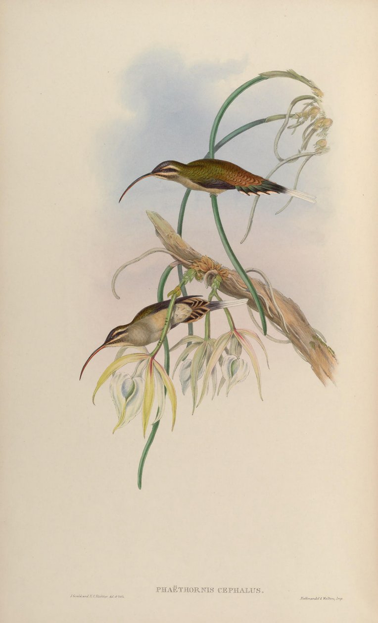 Phaëthornis cephalus = Phaethornis longirostris longirostris od John Gould