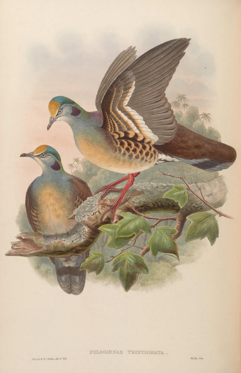 Phlogoenas sadgma = Galliumba od John Gould