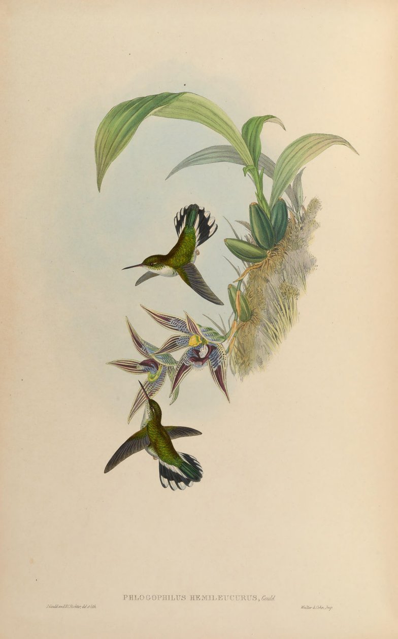 Phlogophilus hemileucurus na Paphinia cristata (orchidej) od John Gould