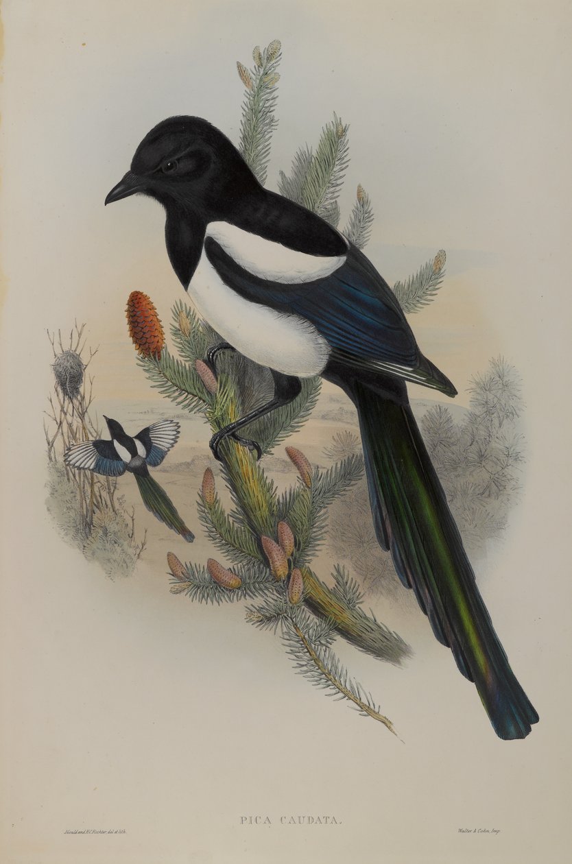 Pica Caudata - Straka od John Gould