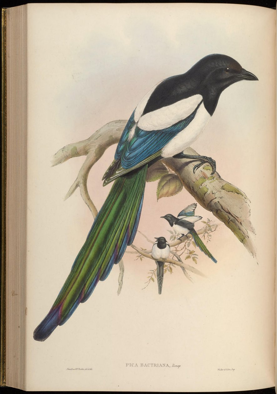 Pica bactriana = Pica pica bactriana od John Gould