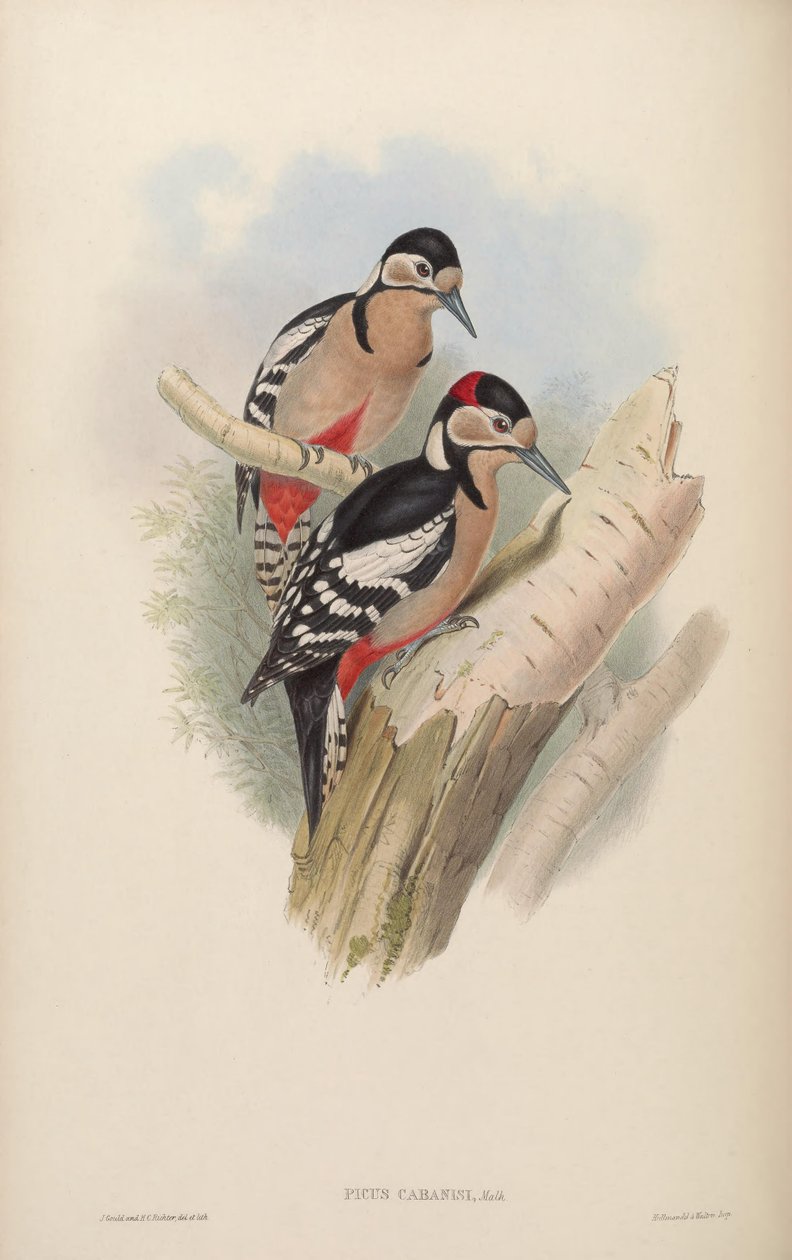 Picus cabanisi = Dendrocopos major cabanisi od John Gould