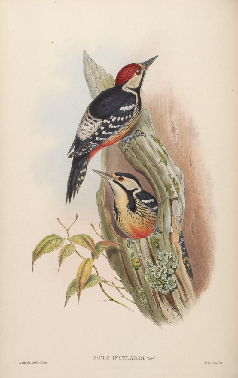 Picus insularis Gould, 1863 = Dendrocopos leucotos insularis. Tchaj -wan od John Gould