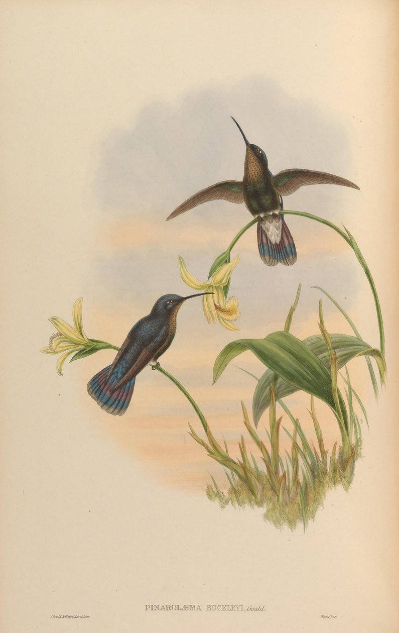 Pinarolaema buckleyi = Colibri bliká od John Gould