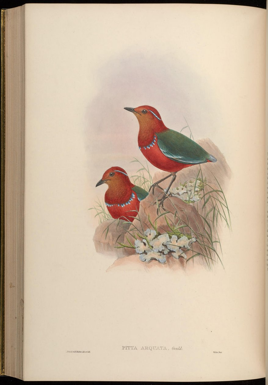 Pitta arquata = Erythropitta arquata od John Gould