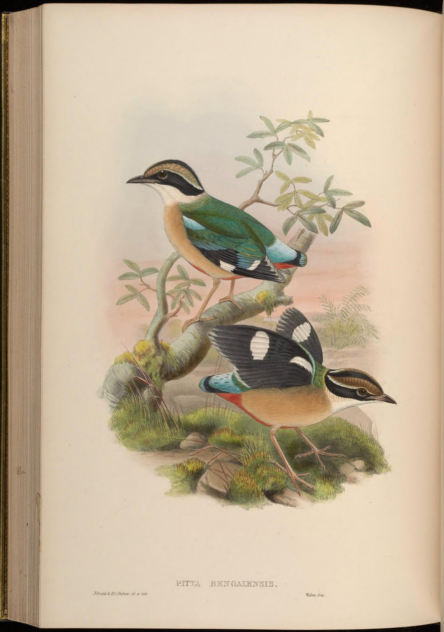 Pitta bengalensis = Pitta brachyura od John Gould