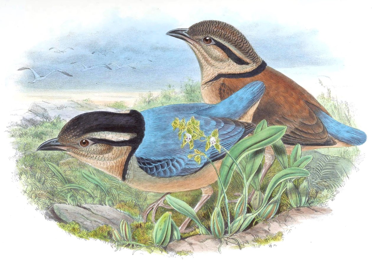 Pitta caerulea = Hydrornis caeruleus od John Gould