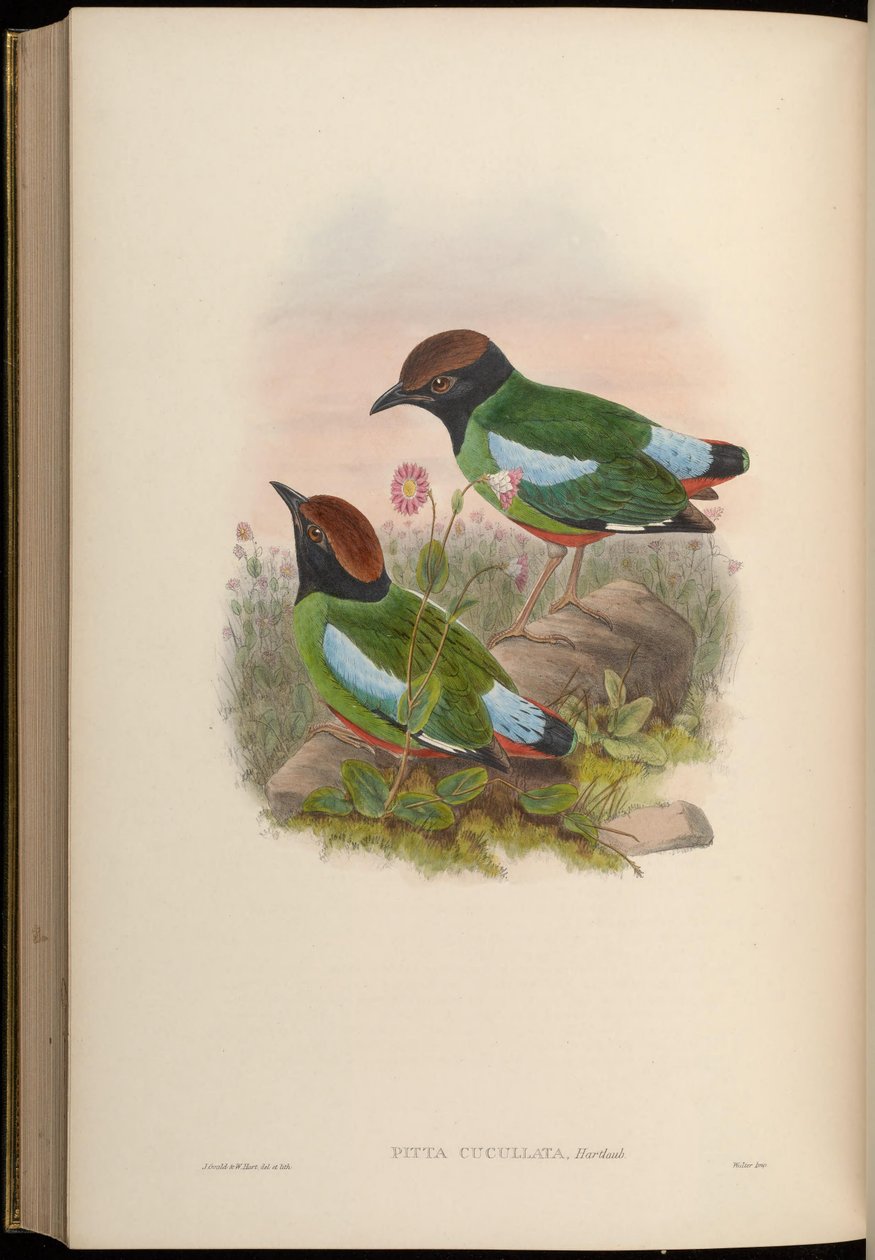 Pitta cucullata = Pitta sordida cucullata od John Gould