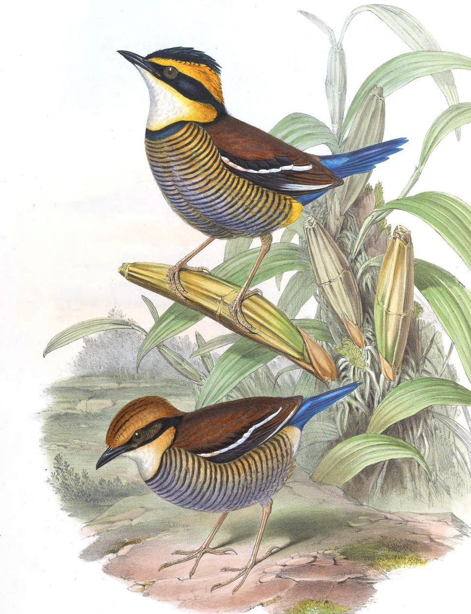 Pitta cyanura = Hydrornis (guajana) guajana od John Gould