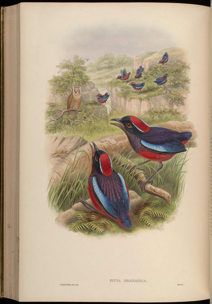 Pitta granatina = Erythropitta granatina granatina od John Gould