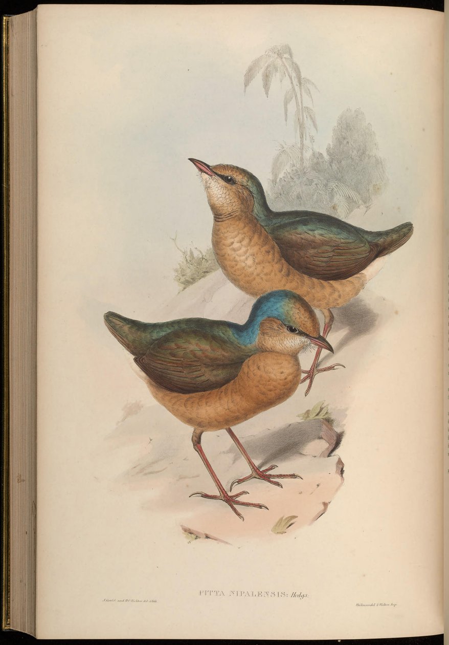 Pitta nipalensis = Hydrornis nipalensis od John Gould