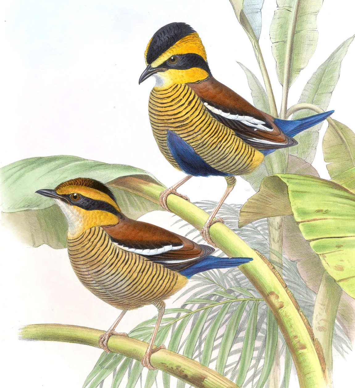 Pitta schwaneri = Hydrornis schwaneri od John Gould