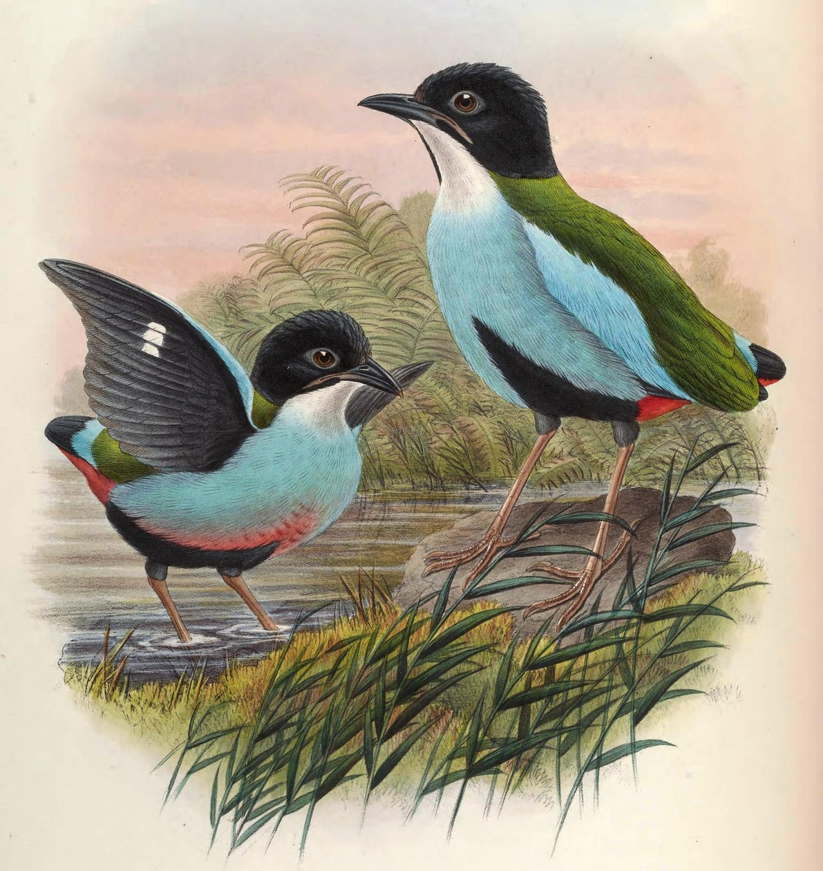 Pitta steerii od John Gould