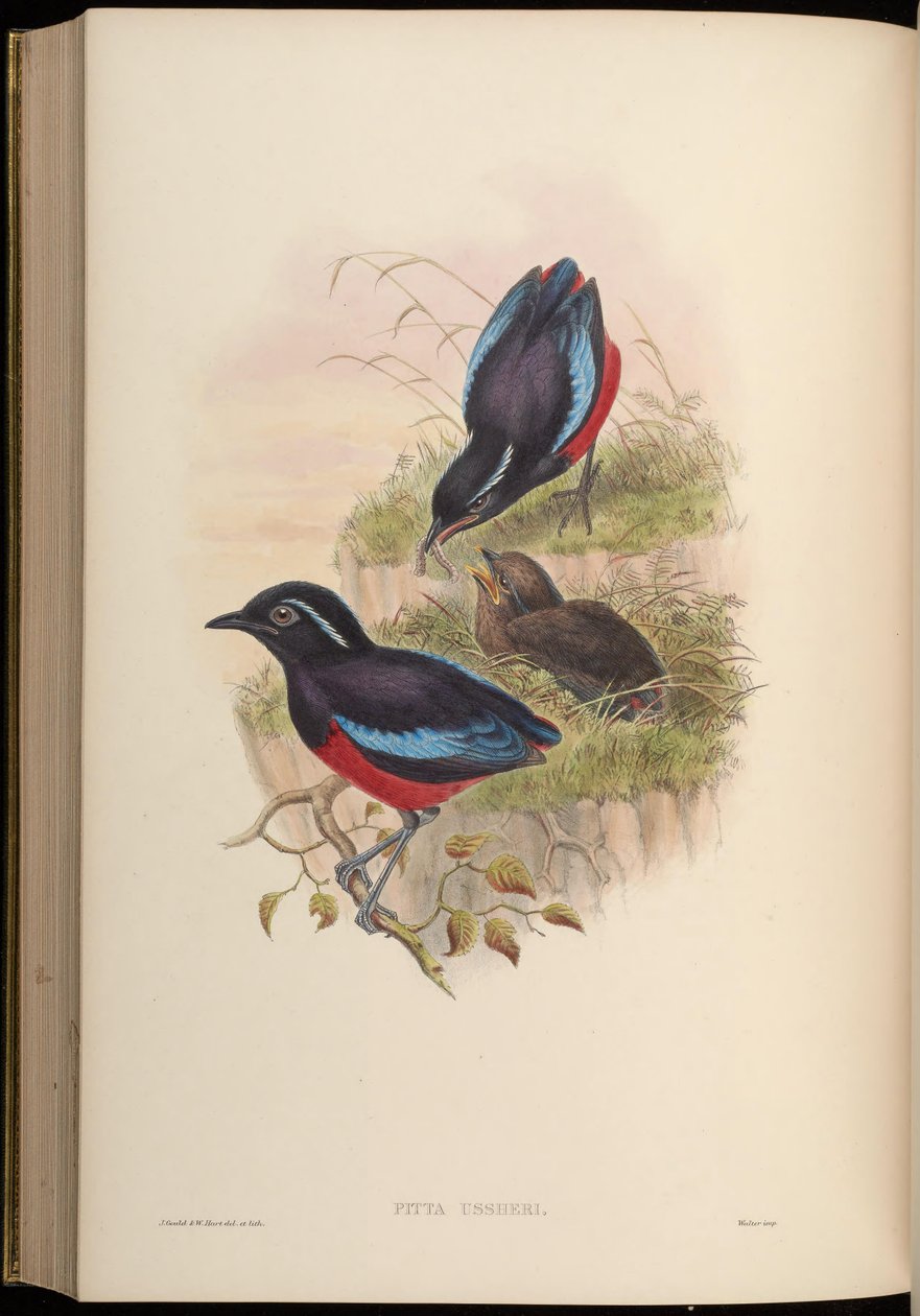 Pitta ussheri = Erythropitta ussheri od John Gould