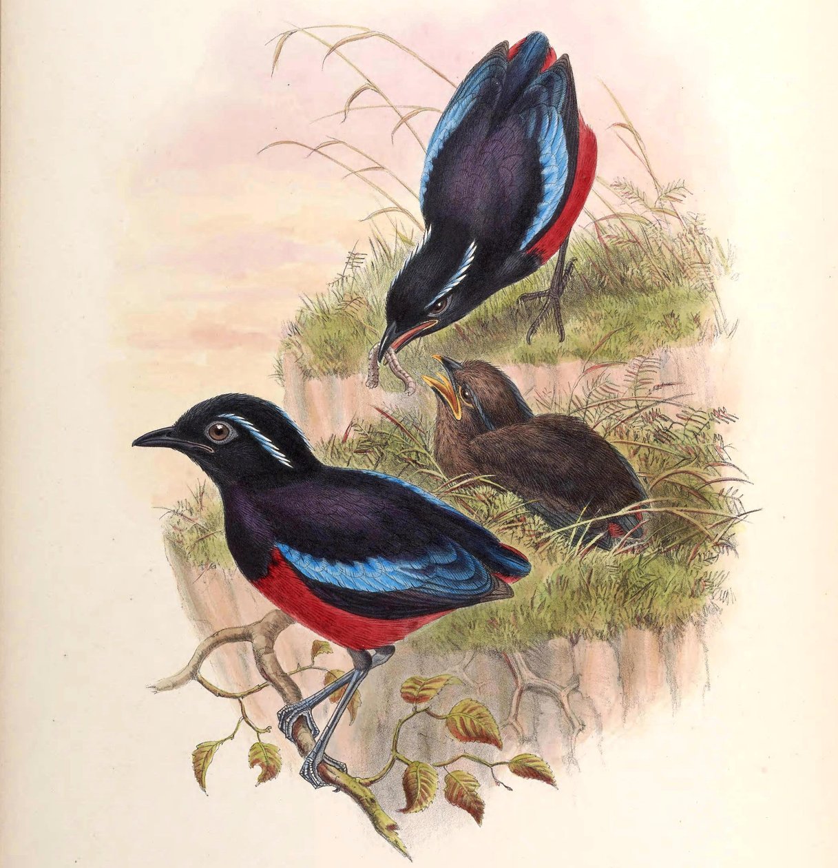 Pitta ussheri = Erythropitta ussheri od John Gould