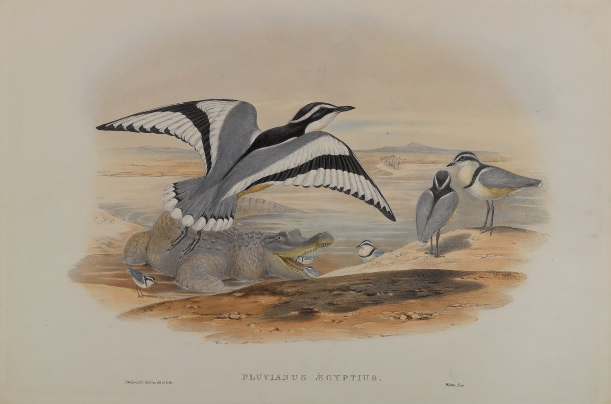 Pluvius Egypťan od John Gould