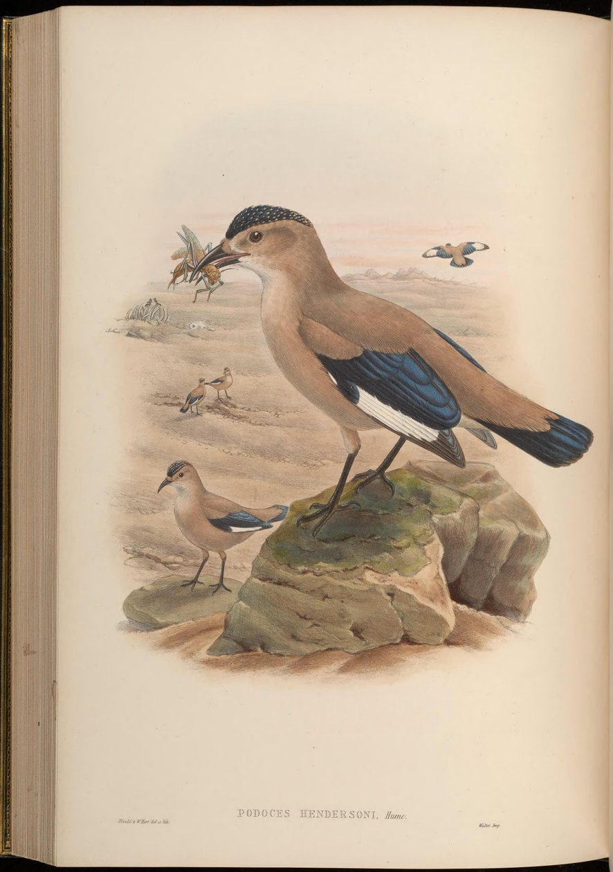 Podoces hendersoni od John Gould