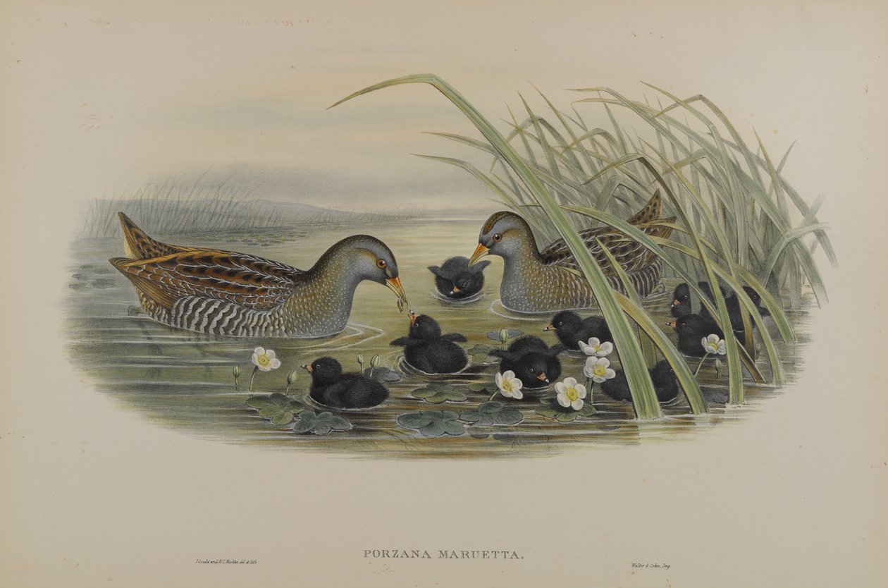 Porzana Maruetta - Jeřáb strakatý od John Gould