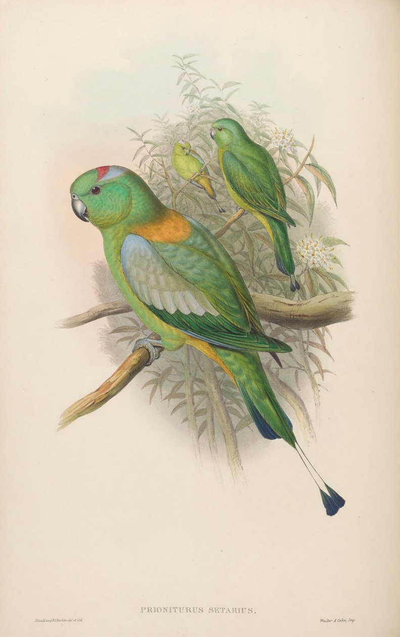Prioniurus setarius = Prioniturus platus od John Gould