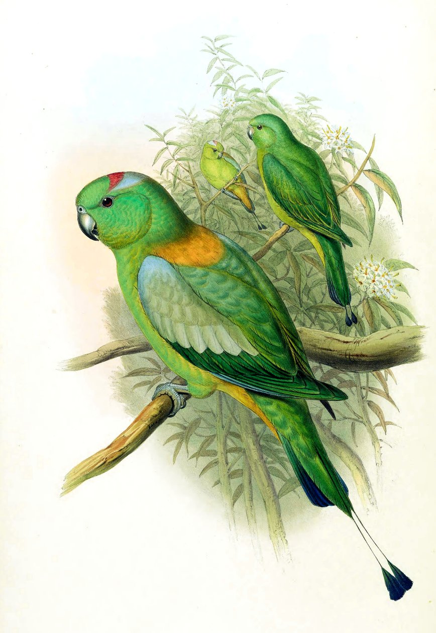 Prioniturus setarius = Prioniturus platurus od John Gould