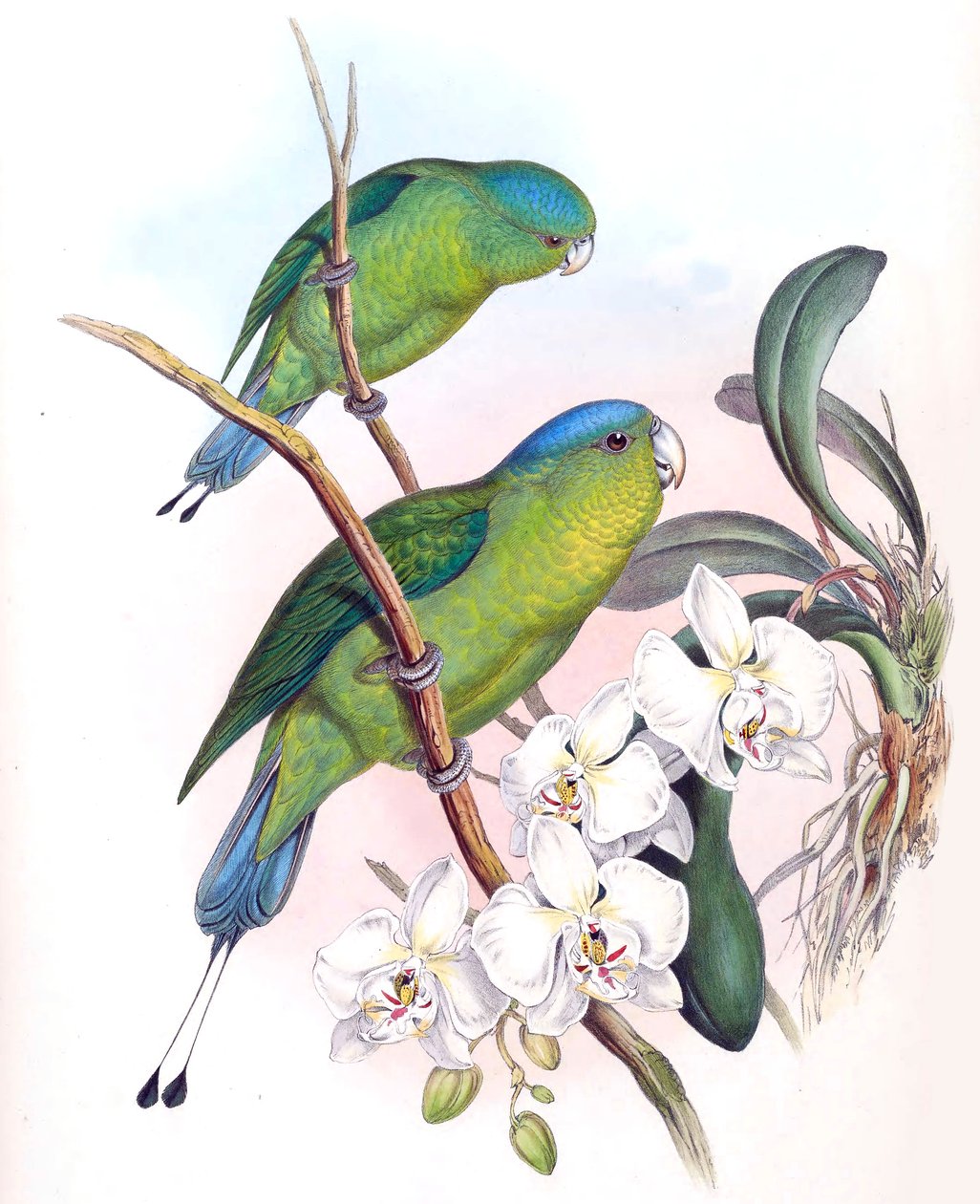 Prioniurus spatuliger = Prioniurus discurus od John Gould