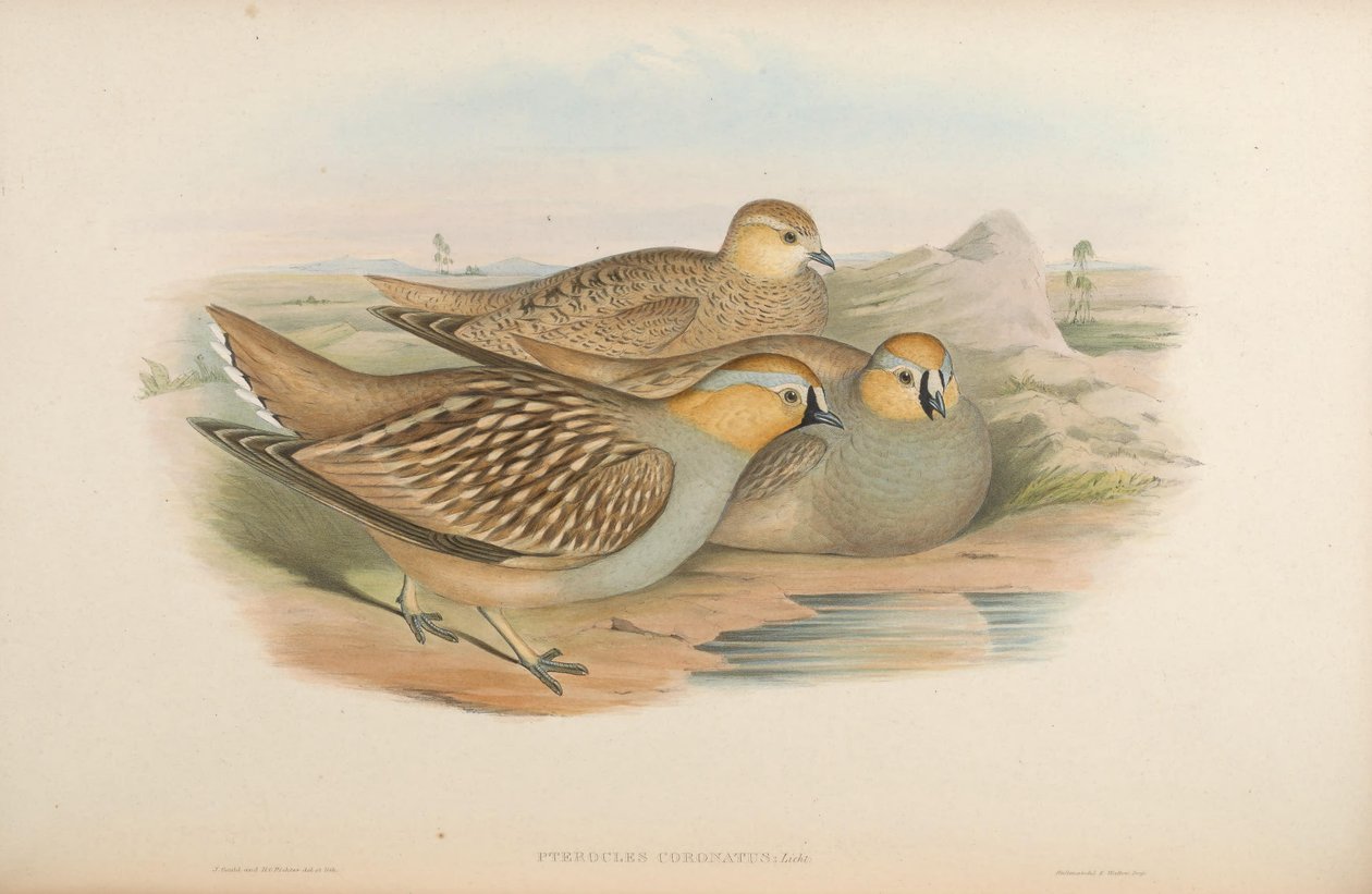Pterocles coronatus od John Gould