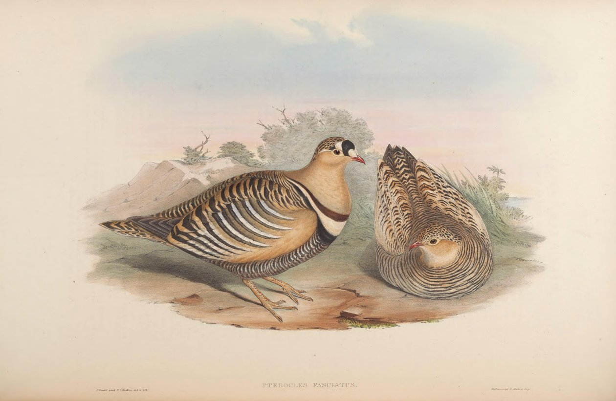 Pterocles fasciatus = Pterocles indicus od John Gould