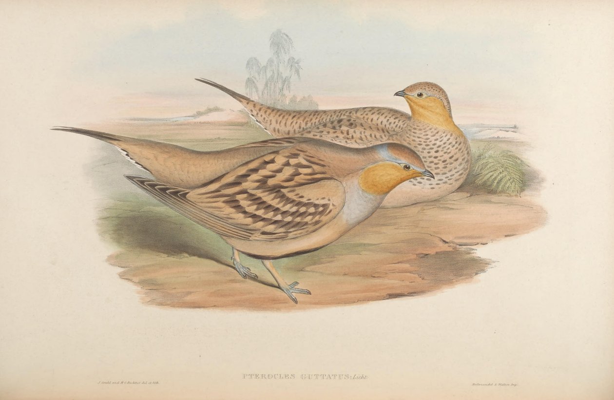 Pterocles guttatus = Pterocles senegallus od John Gould