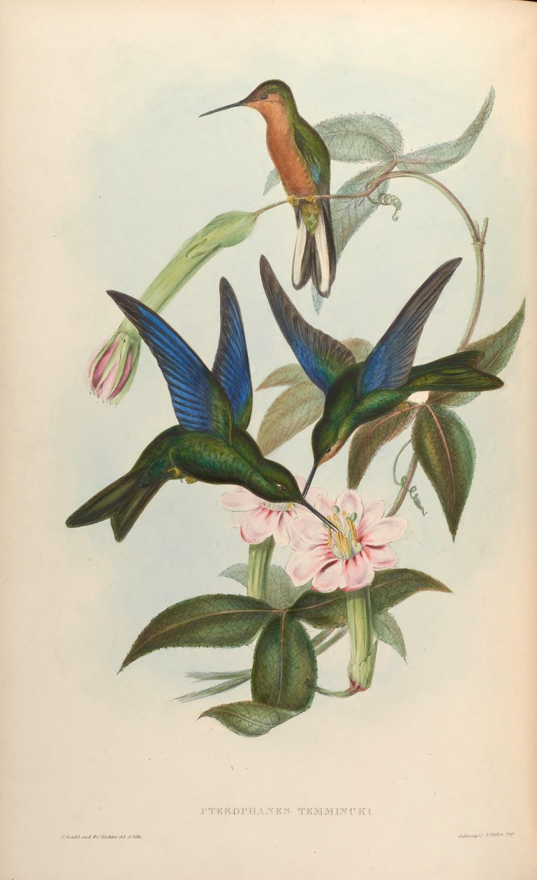 Pterophanes temmincki = Pterophanes cyanopterus od John Gould