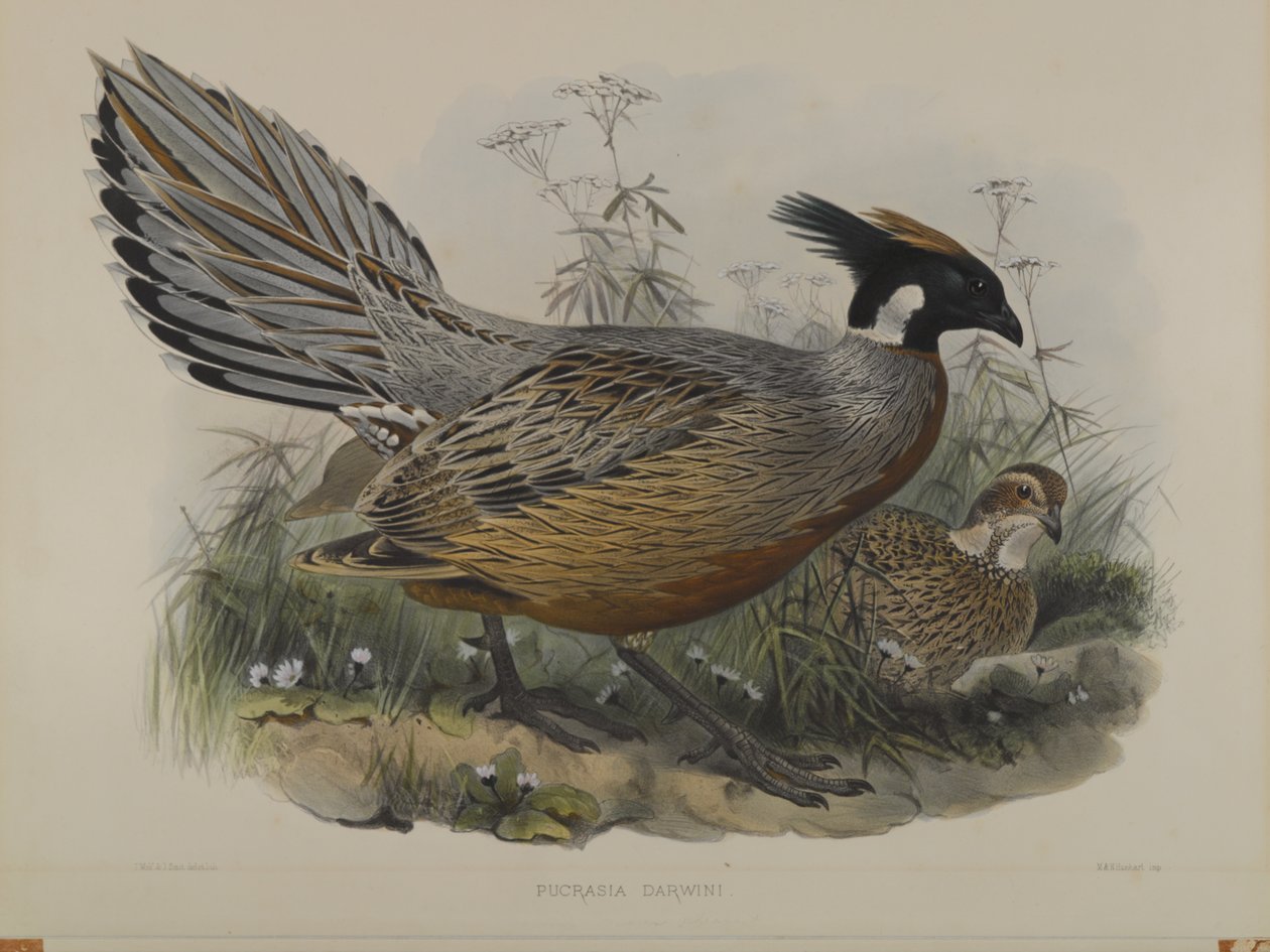 Pukrasie Darwin od John Gould