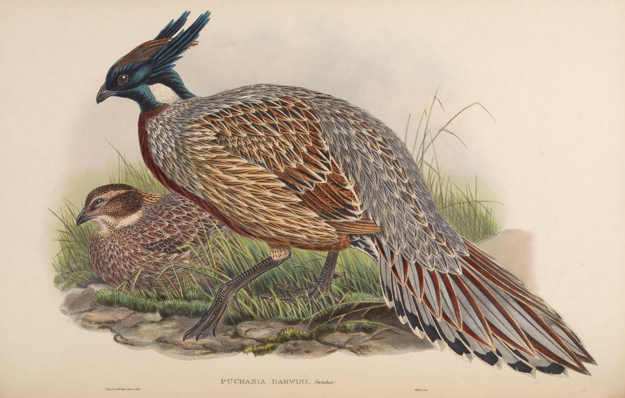 Pucrasia darwini = Pucrasia macrolopha darwini od John Gould