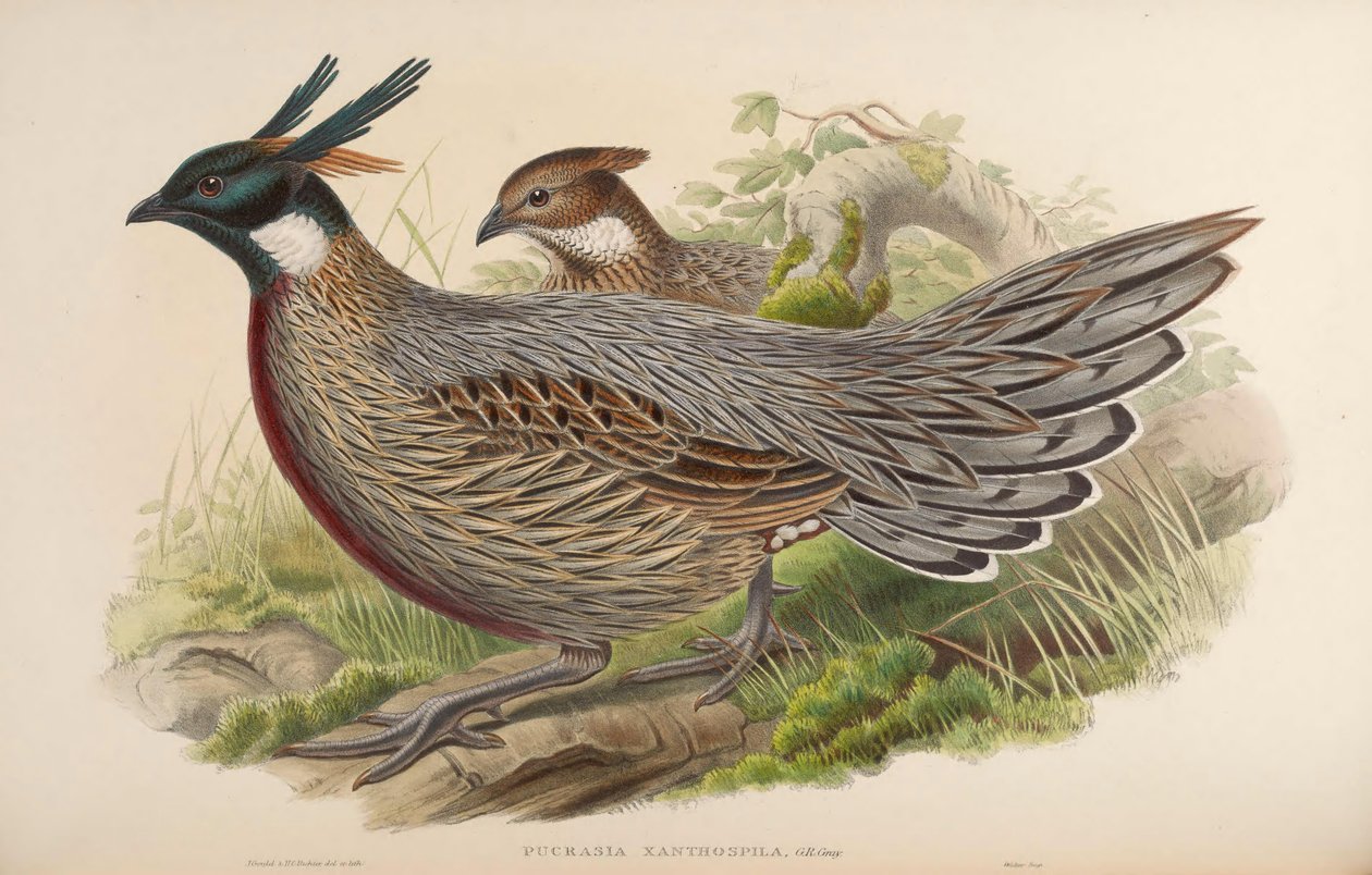 Pucrasia xanthospila = Pucrasia macrolopha xanthospila od John Gould
