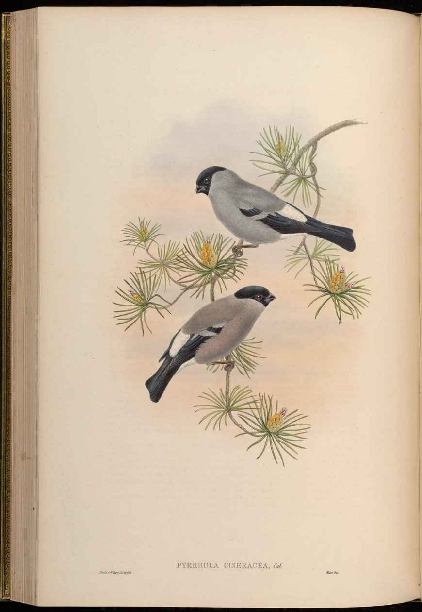 Pyrrhula cineracea = Pyrrhula pyrrhula cineracea od John Gould