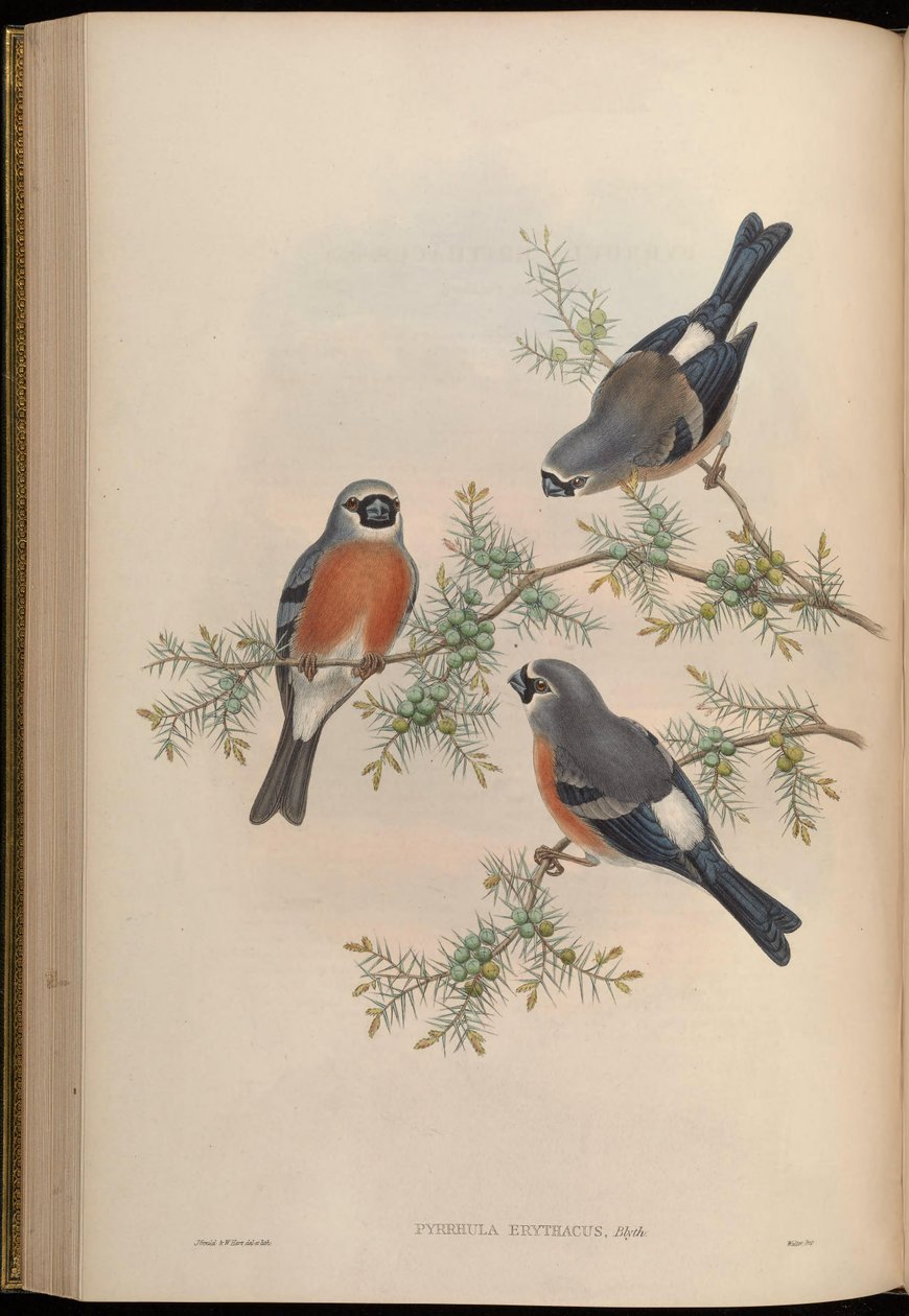 Pyrrhula erithacus od John Gould