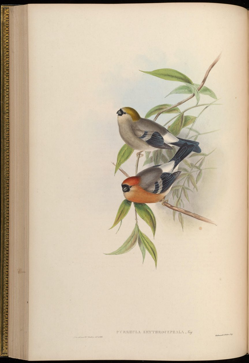 Pyrrhula erythrocephala od John Gould
