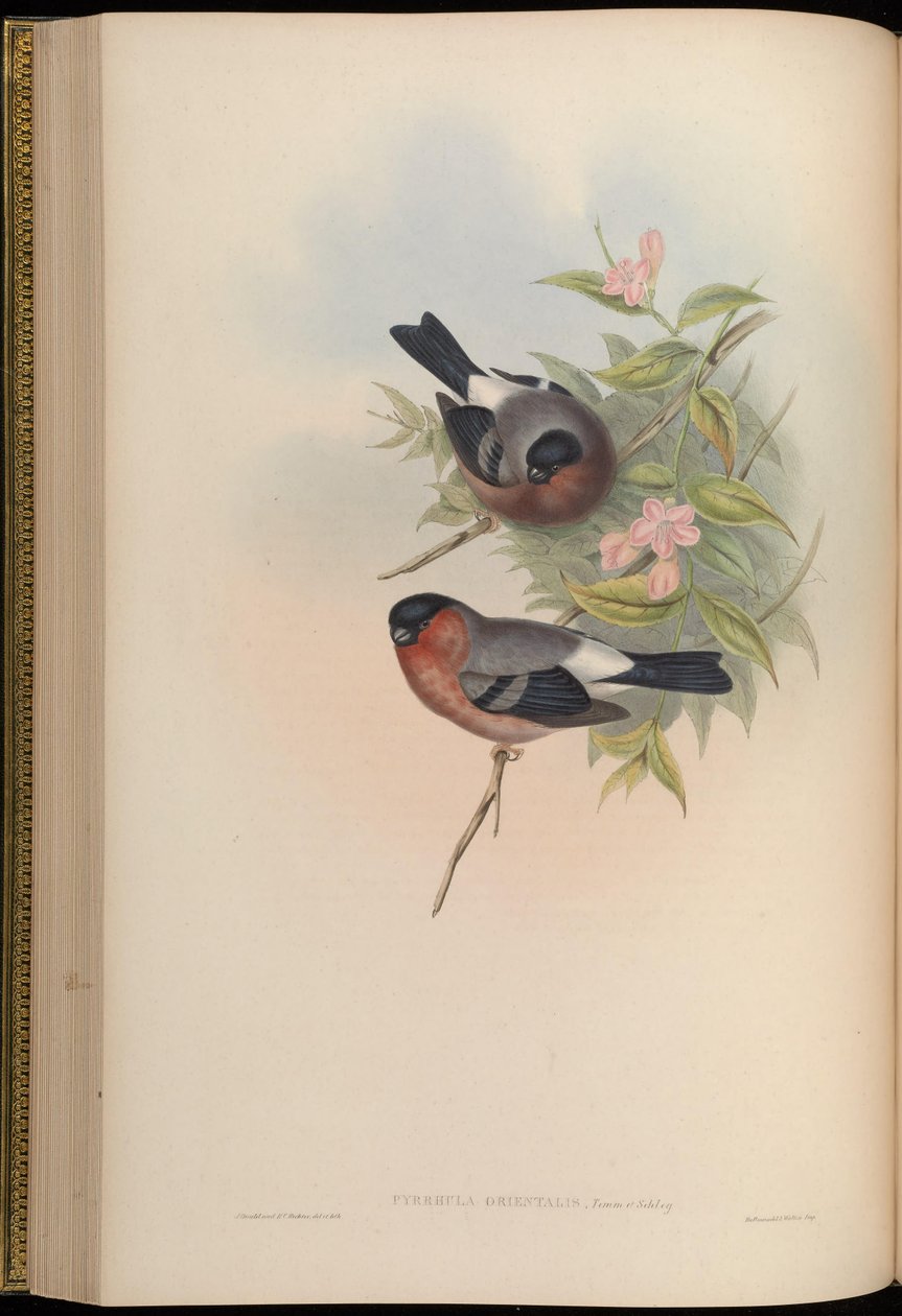 Pyrrhula orientalis = Pyrrhula pyrrhula rosacea od John Gould