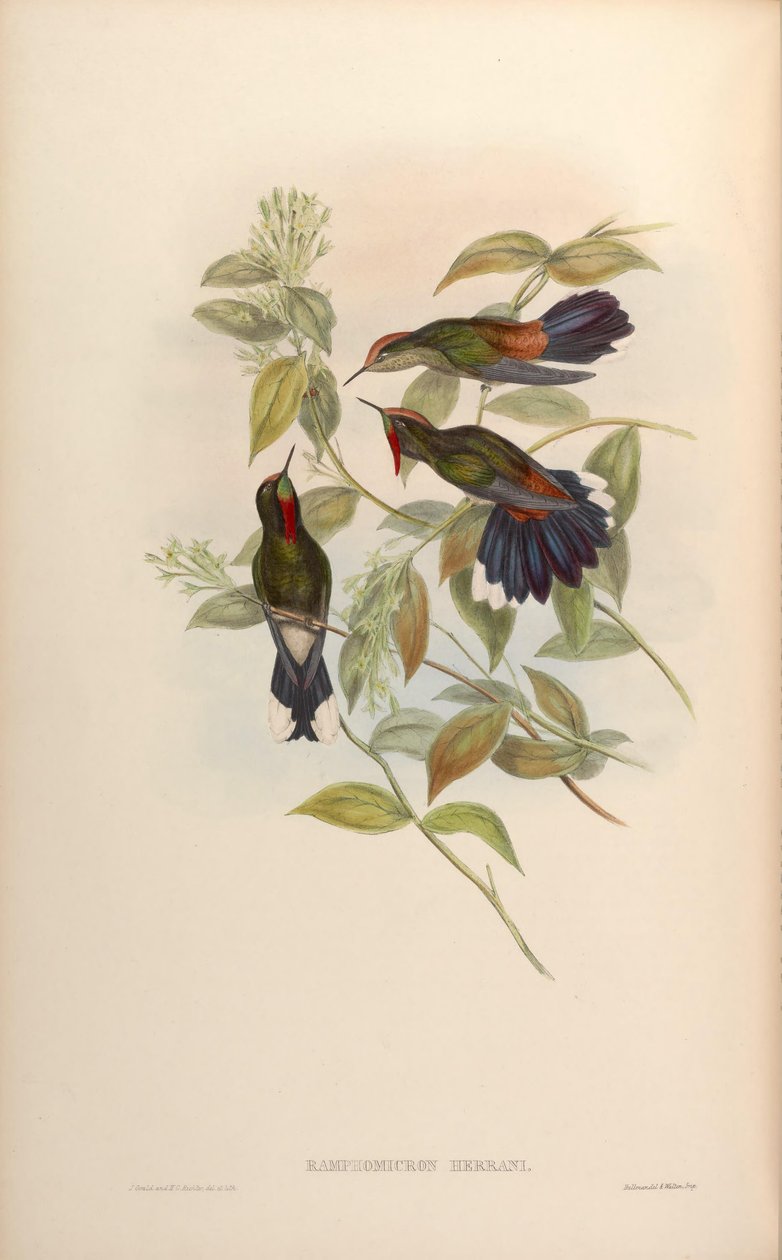 Ramphomicron herrani = Chalcostigma herrani od John Gould