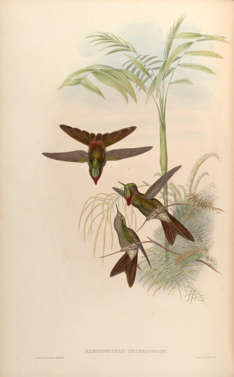 Ramphomicron heteropogon = Chalcostigma heteropogon od John Gould