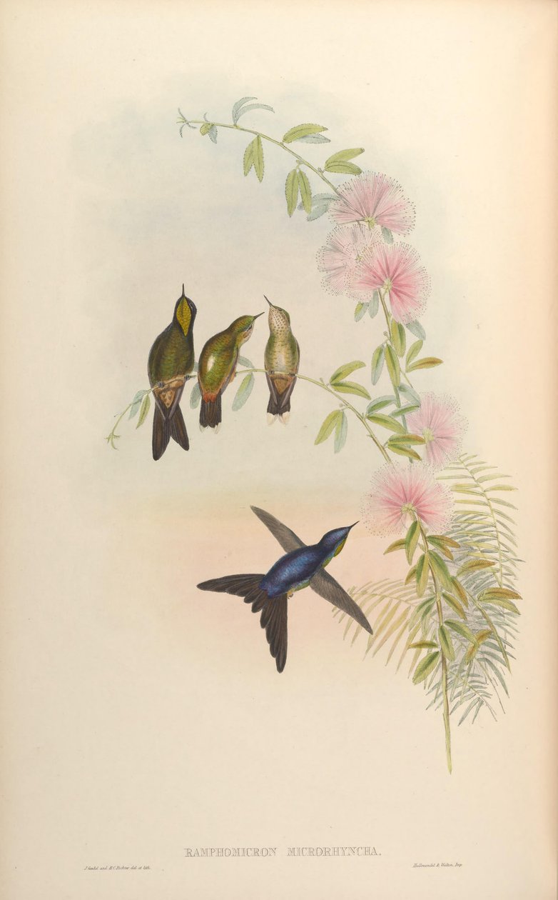 Ramphomicron microrhynchum od John Gould