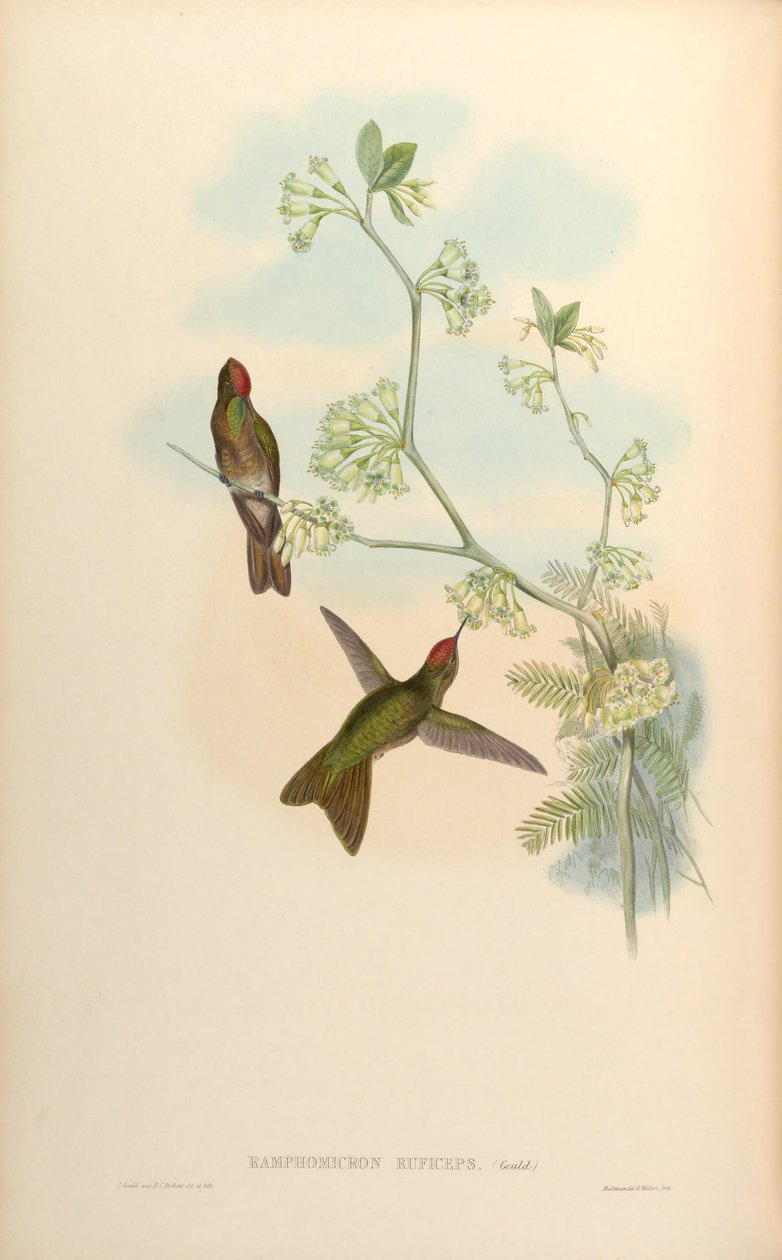 Ramphomicron ruficeps = Chalcostigma ruficeps od John Gould