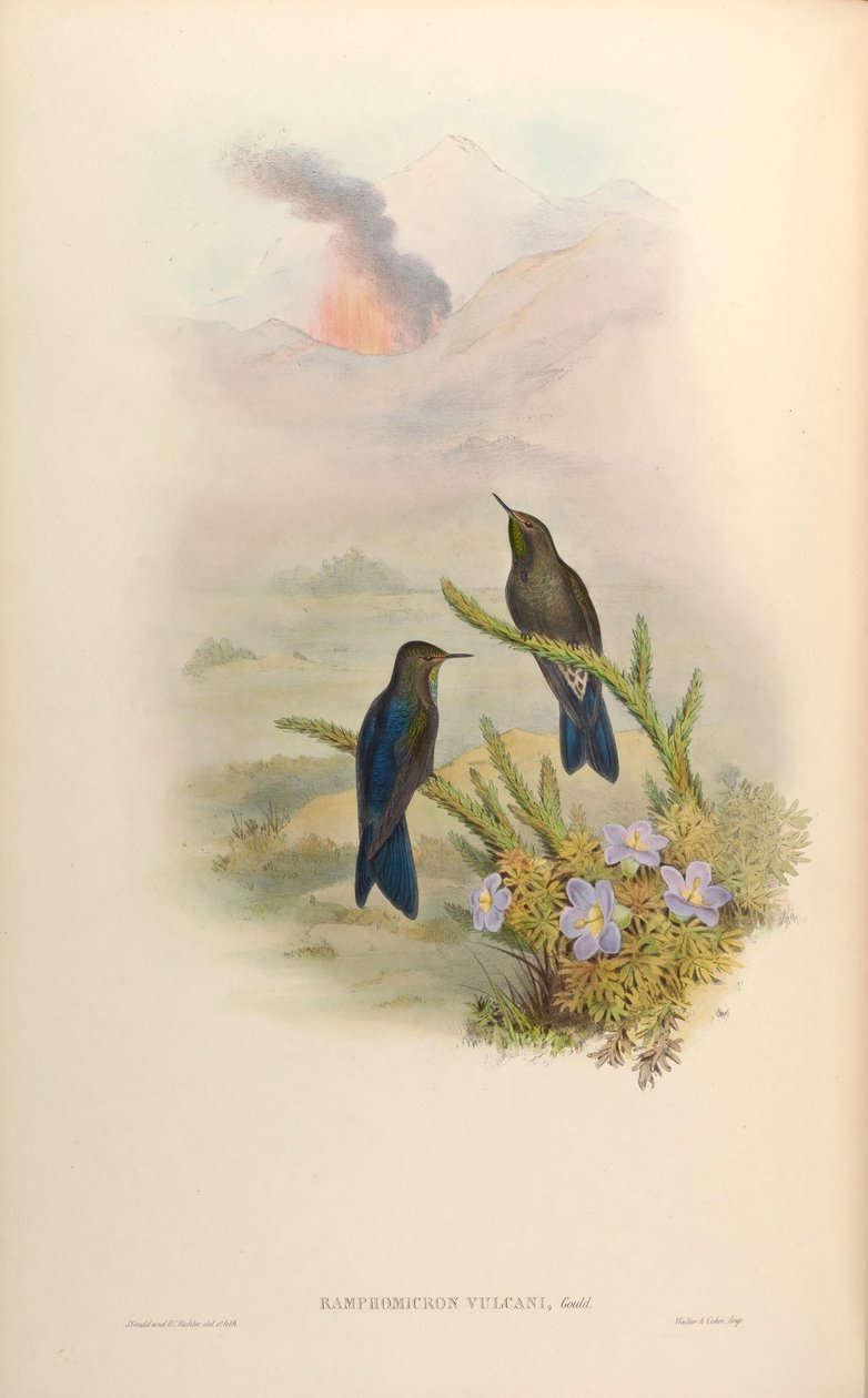 Sopky Ramphomicron = Sopky Chalcostigma stanleyi od John Gould