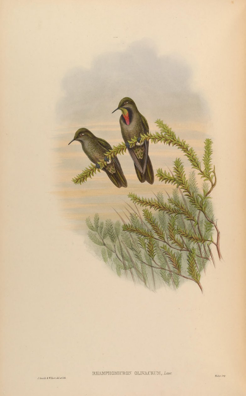 Rhamphomicron olivaceum = Chalcostigma olivaceum od John Gould