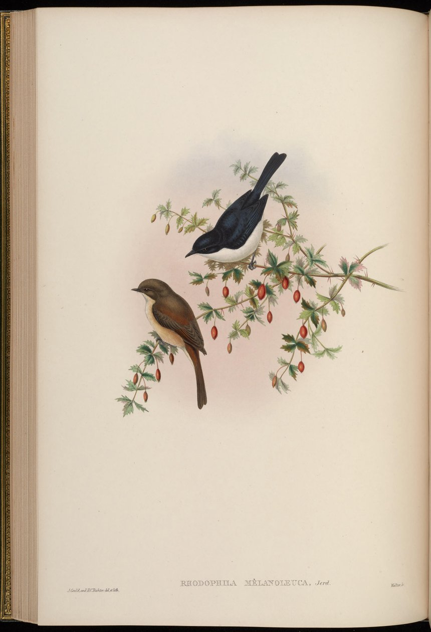 Rhodophila melanoleuca = Saxicola jerdoni ref od John Gould