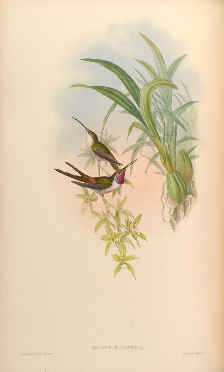 Rhodopis vesper od John Gould