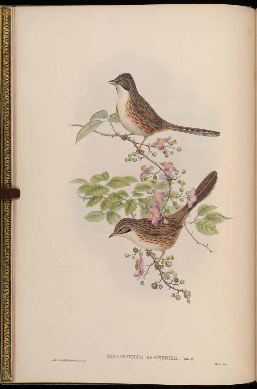 Rhopophilus pekinensis od John Gould