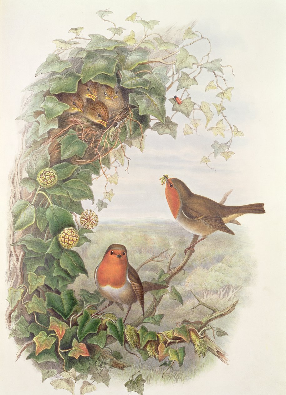 Robin, 1873 (wc, tužka na papíře) od John Gould