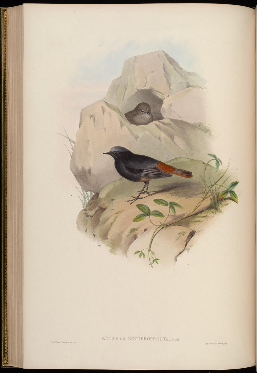 Ruticilla erythroprocta = Phoenicurus ochruros od John Gould
